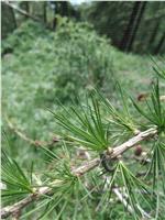 Una larva della tortice grigia del larice. Foto: Ufficio pianificazione forestale