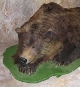 L’orso esposto nel  Museum Ladin Ursus Ladinicus 