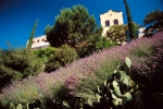 Il campo di lavanda nei Giardini del Sole a Trauttmansdorff è in piena fioritura