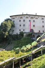 La vendemmia della vite "Versoaln" presso Castel Katzenzungen a Prissiano/Tesimo