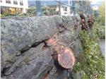 I lavori di sfoltimento della vegetazione ripariale lungo il Passirio a Merano per garantire maggiore sicurezza alla città in caso di eventi di piena (Foto: USP/BaciniMontaniOvest)