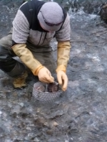 "Cocooning" – so wird in der Fischwirtschaft das Einbringen der Eier im Augenpunktstadium in die Laichplätze. Foto: LPA/Fachschule Fürstenburg 