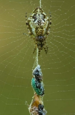 Die Spinne des Jahres 2016: Cyclosa conica (FOTO: LPA/Michael Hohner)