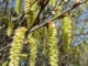 Mit dem Frühling beginnt für viele Pollenallergiker eine Leidenszeit, im Bild männliche Blütenkätzchen der Hainbuche Foto: LPA/Biologische Labor