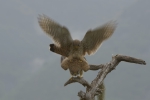 Besondere Einblicke in natürliche Lebensräume gibt es am 25. Februar im Naturmuseum Südtirol - Foto: Valter Pallaoro und Annamaria Pernstich