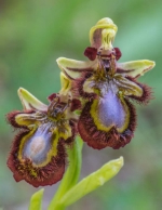 Frühlings-Orchideenflora Sardiniens und der Toskana: Vortrag im Naturmuseum