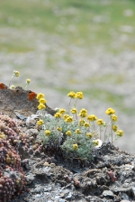 Die Flora der Westalpen steht im Mittelpunkt eines Vortrags im Naturmuseum