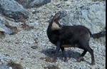 Auch Tiere im Alpenraum leiden unter dem Klimawechsel wie der Gamsbock (im Bild)./Foto Naturmuseum