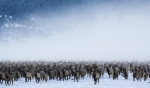 Beeindruckende Bilder von Tieren in freier Wildbahn sind derzeit im Naturmuseum zu sehen./Foto Florian Schulz visionwildnis.com