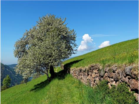 Kirschbaum in der Blüte © Herbert Weissteiner, alpenvereinaktiv.com