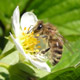 Auch die Bienenkunde gehört zum Repertoire der Fachschule Laimburg