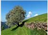 Kirschbaum in der Blüte © Herbert Weissteiner, alpenvereinaktiv.com