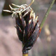 Il giunco nero (Schoenus nigricans)