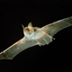 Pipistrello in volo