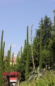 L’infiorescenza dell’agave americana alta tra i 4 e i 5 metri