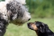 Incontro per ragazzi sugli animali domestici al Museo di Scienze 