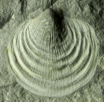 Claraia clarai, fossile rinvenuto nelle Dolomiti