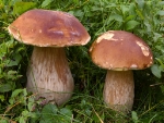 Porcini - Boletus edulis