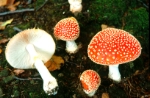 Esemplari di amanita muscaria 