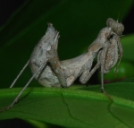 Un’immagine della specie di mantide rilevata per la prima volta in Alto Adige