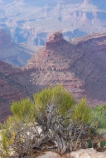 La flora del sudovest degli USA al centro di una conferenza al Museo di scienze naturali