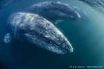 Un’immagine di balene scattata da Florian Schulz a Magdalena bay nel golfo di California 