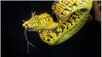 Conferenza "Speciale come un serpente" al Museo di Scienze Naturali