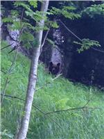 Serata informativa sulla convivenza uomo-orso il 13 aprile a Burgusio: nella foto l’orso, connotato dal numero identificativo M32 (Foto: USP/Uff.Caccia e Pesca)