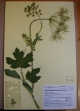 Una pianta conservata nell’herbarium del Museo di Scienze Naturali dell’Alto Adige