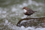 Merlo acquaiolo fotografato in occasione della giornata della biodiversità del 2009 in Val di Tures