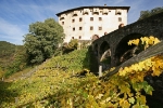 Conclusa la vendemmia della vite Versoaln, la più grande e antica al mondo