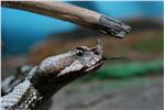 Un esemplare di vipera dal corno in mostra al Museo di scienze naturali dell’Alto Adige