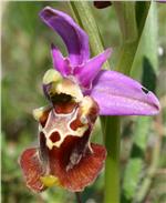 Conferenza sulla flora della Puglia al Museo di Scienze