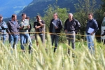 Dinkelsorten im Feld am Sägemüllerhof in Gais (von re.): Projektleiter Peratoner; Andreas Schiner, Leiter des Sägemüllerhofes; Manuel Pramsohler, Projektmitarbeiter CereAlp des Versuchszentrums Laimburg.