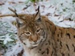 Luchs (FOTO: Jan Nijendijk)