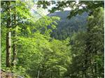 Der Wald trägt wesentlich zur Stabilität und zur Gesamtentwicklung des Lebens- und Wirtschaftsraumes in den Berggebieten bei.