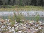 Die Deutsche Tamariske, Pionierpflanze für naturnahe Flusslandschaften, ist ein Hauptgrund für die Ausweisung der Gisser Au als Natura-2000-Gebiet. Damit sie langfristig erhalten bleibt, muss die Fläche revitalisiert werden.