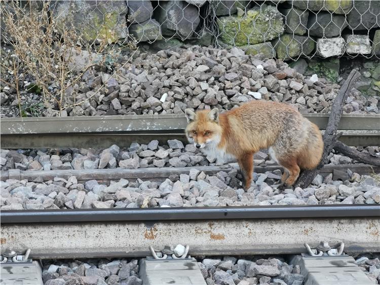 Berufsfeuerwehr rettet verletzten Fuchs