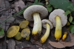 Tylopilus virens