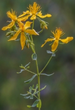 Welche Wirkung haben Heilpflanzen? Dieser Frage geht das Naturmuseum mit einem Workshop am 9. Mai nach. (Foto: Naturmuseum) 