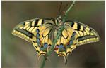 Un esemplare di Macaone (Papilio machaon) 